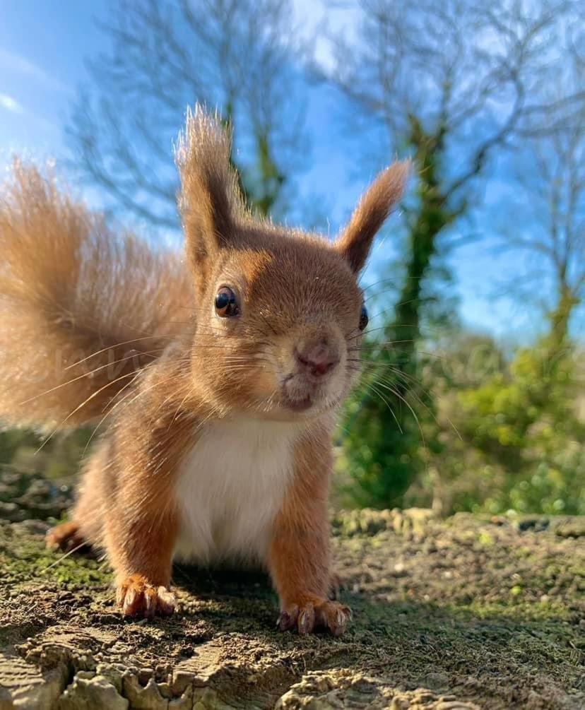 Red Squirrel Lodge 桑当 外观 照片